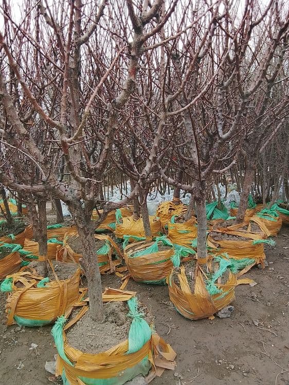 Мевали кучатлар бир ёшдан олти ёшгача бор 25000 мингдан 500000 мингча — 2