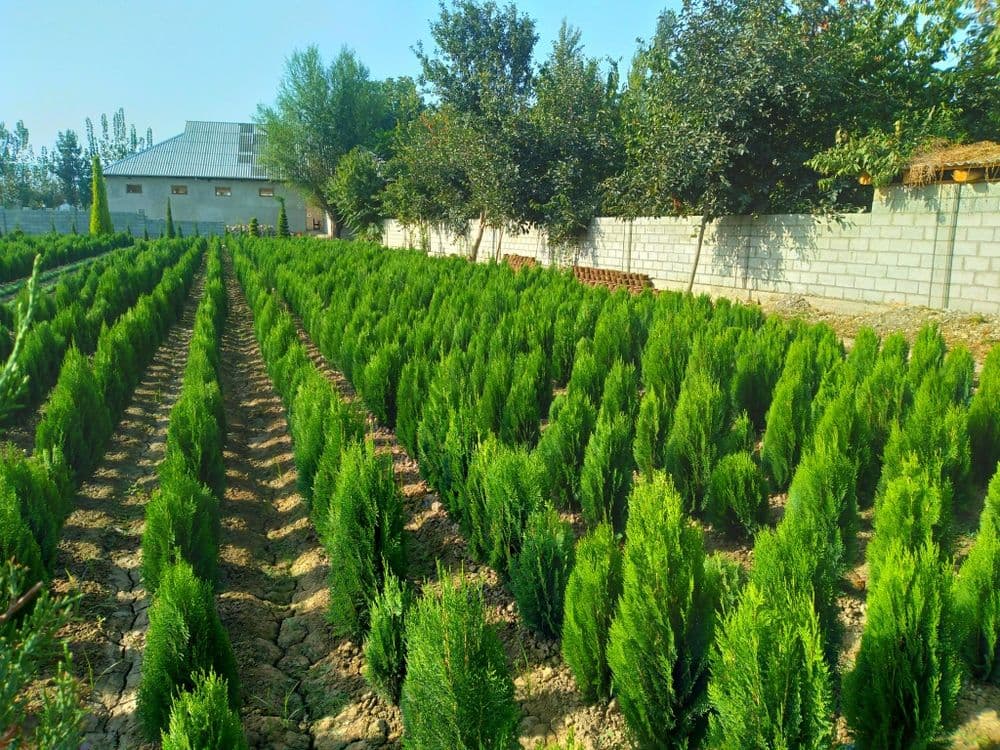 Туя арча кучатлар бор арзон нархларда — 1