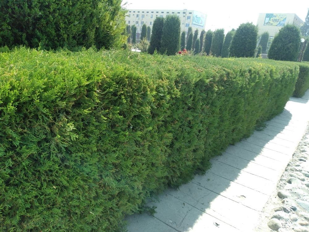 Туя арча кучатлар бор арзон нархларда — 2