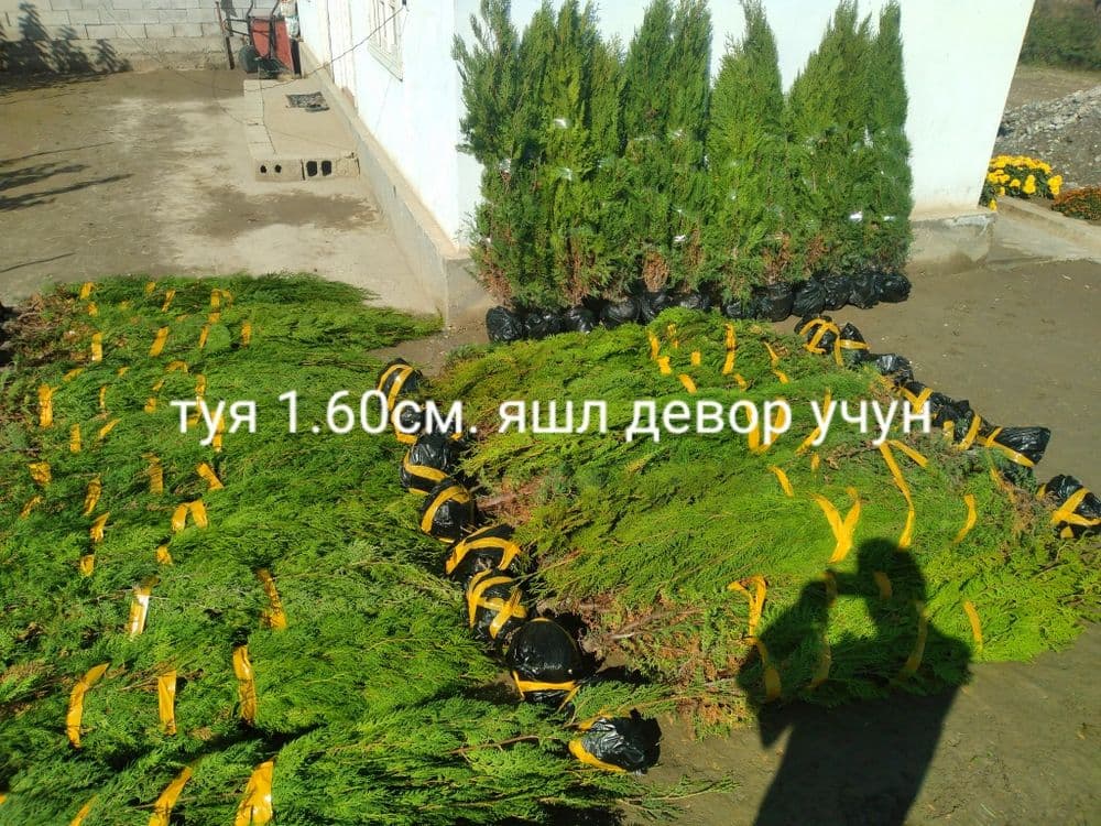 Туя арча кучатлар бор арзон нархларда — 7