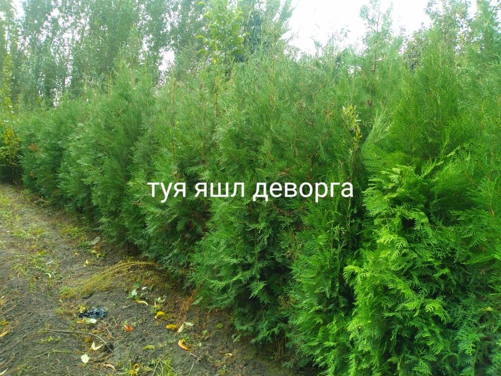 Туя арча кучатлар бор арзон нархларда — 8