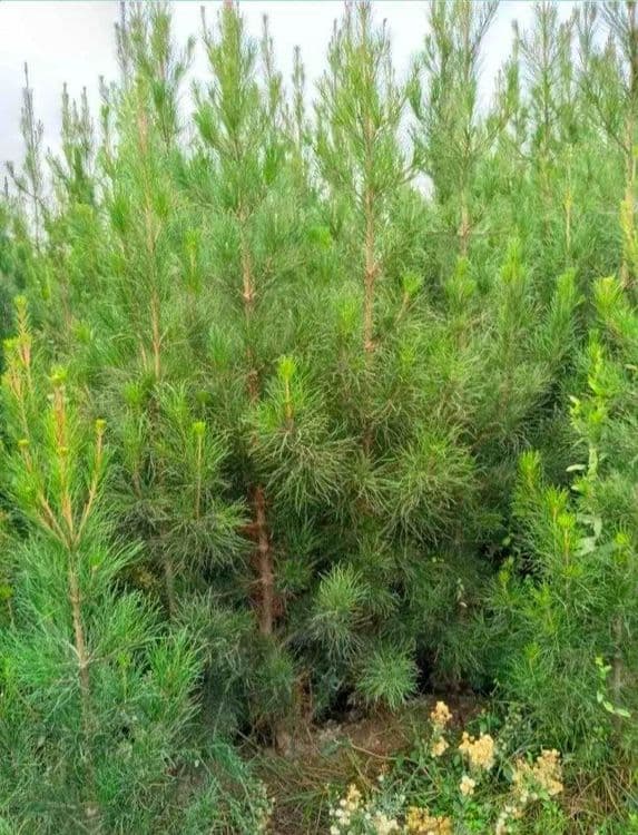Павлония ва бошка турдаги кучатлар бор — 7
