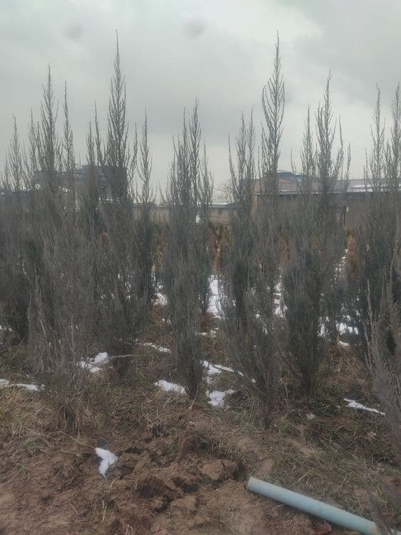Archa koʻchatlar xar xil manzarali dekrativni koʻchatlarimiz bor — 1