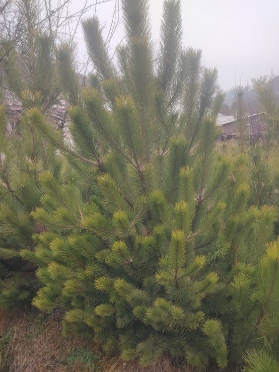 Archa koʻchatlar xar xil manzarali dekrativni koʻchatlarimiz bor — 2