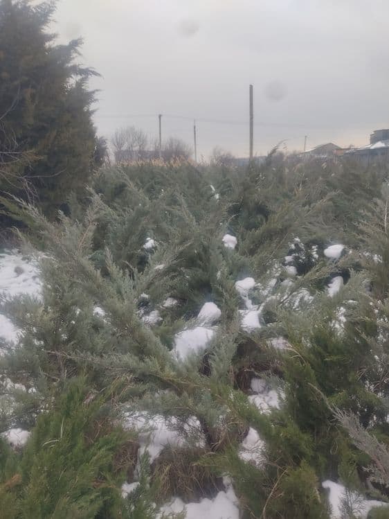Archa koʻchatlar xar xil manzarali dekrativni koʻchatlarimiz bor — 4
