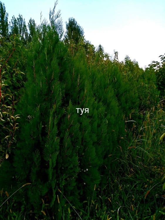 Арчалар. Зелёный забор учун арча кучатлари — 1