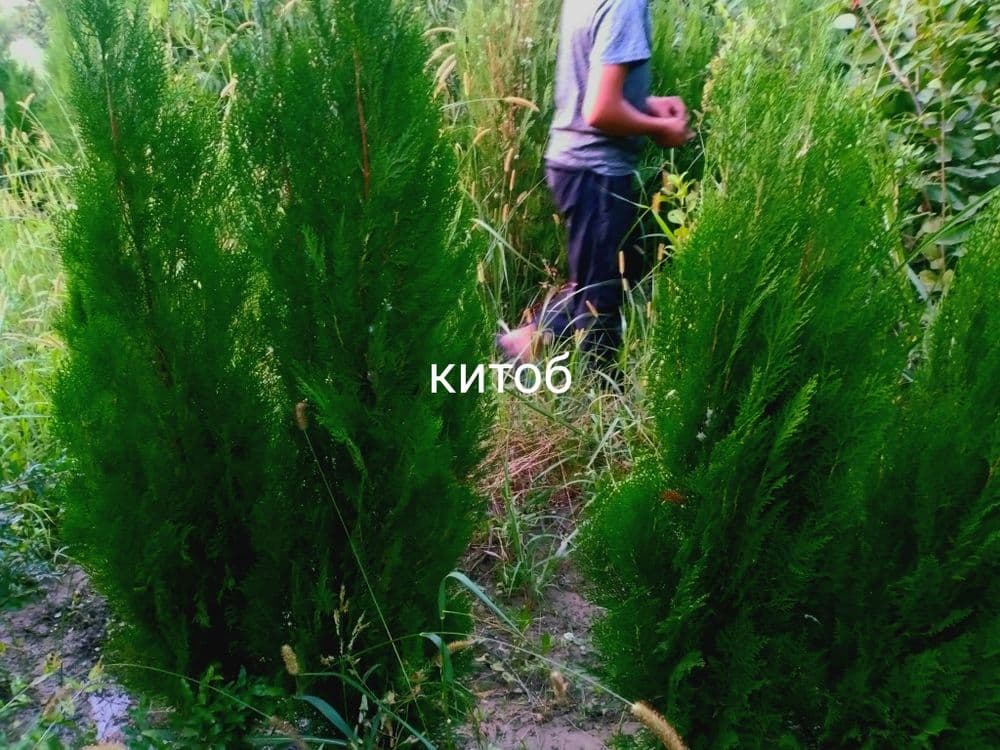 Арчалар. Зелёный забор учун арча кучатлари — 3