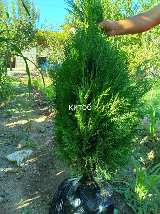 Арчалар. Зелёный забор учун арча кучатлари — 5