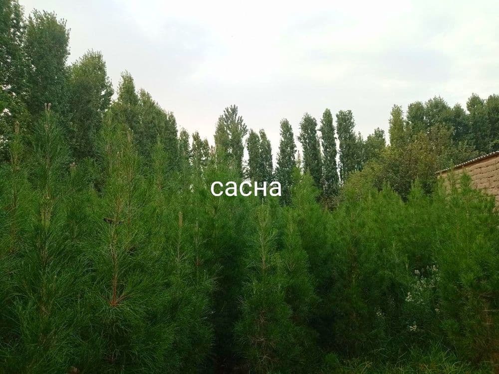 Арчалар. Зелёный забор учун арча кучатлари — 7