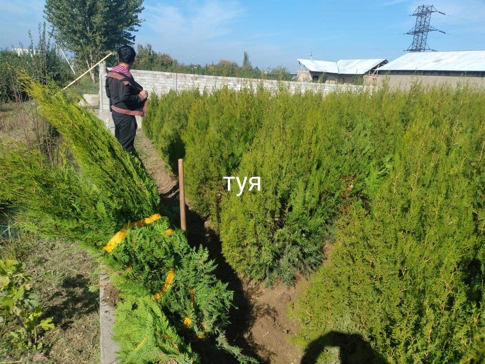Арчалар. Зелёный забор учун арча кучатлари — 8