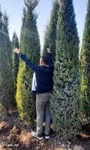 Арча. Узимизда Йетиштирилган хархил турдаги арча кучатлари бор