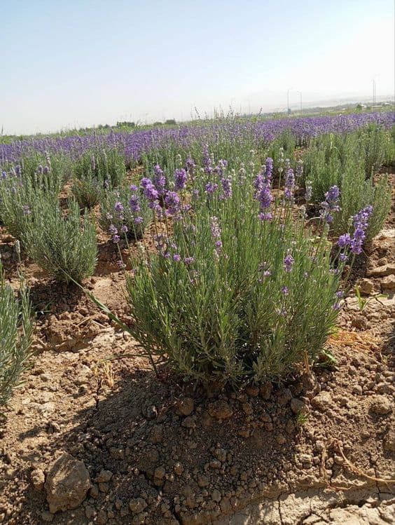 Lavanda razmarin  gullari cheklanmagan miqdorda sotiladi dona optom — 1
