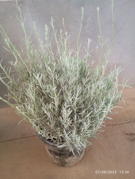 Lavanda razmarin  gullari cheklanmagan miqdorda sotiladi dona optom — 4