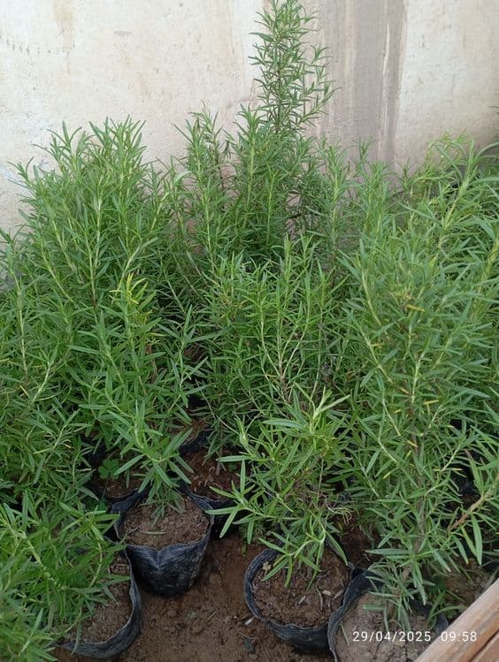 Lavanda razmarin  gullari cheklanmagan miqdorda sotiladi dona optom — 6
