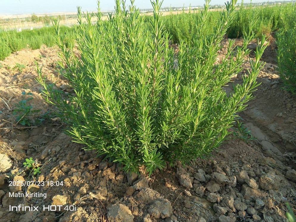 Lavanda razmarin  gullari cheklanmagan miqdorda sotiladi dona optom — 7