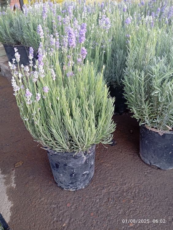 Lavanda razmarin  gullari cheklanmagan miqdorda sotiladi dona optom — 8