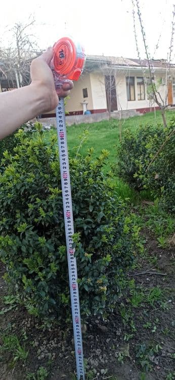 Шамшод кочати бор bo'yi 20 cm dan boshlanadi Shamshod ko'chati bor . — 4