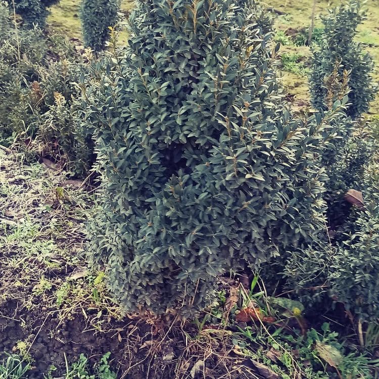 Шамшод кочати бор bo'yi 20 cm dan boshlanadi Shamshod ko'chati bor . — 6