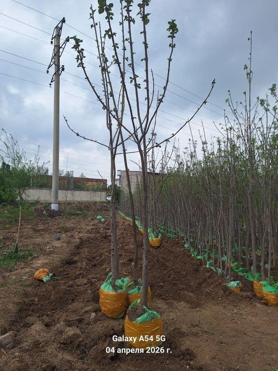 Дарахт ва арча кучатлари — 2