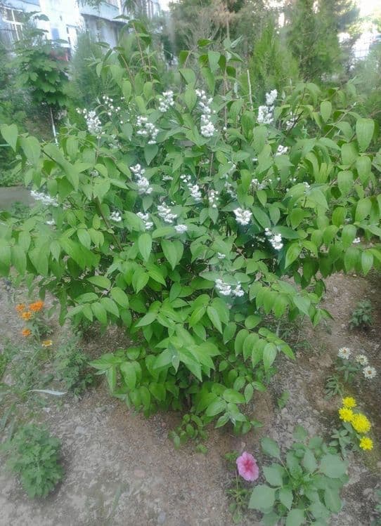 Кустарник "Дейция" декоративная — 1