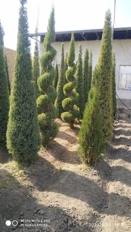 Арча кучатлари 2.5м — 5