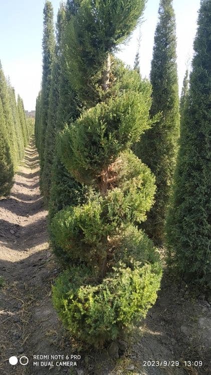 Арча кучатлари 2.5м — 6