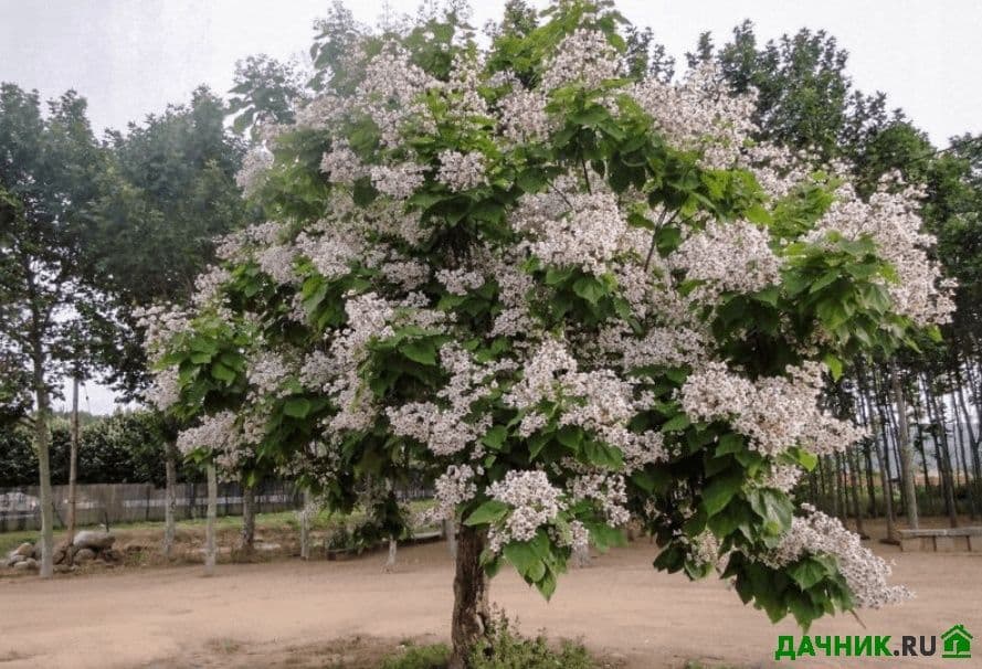 Разные декоративные деревья ёлки пальмы кусты и кустарники — 7