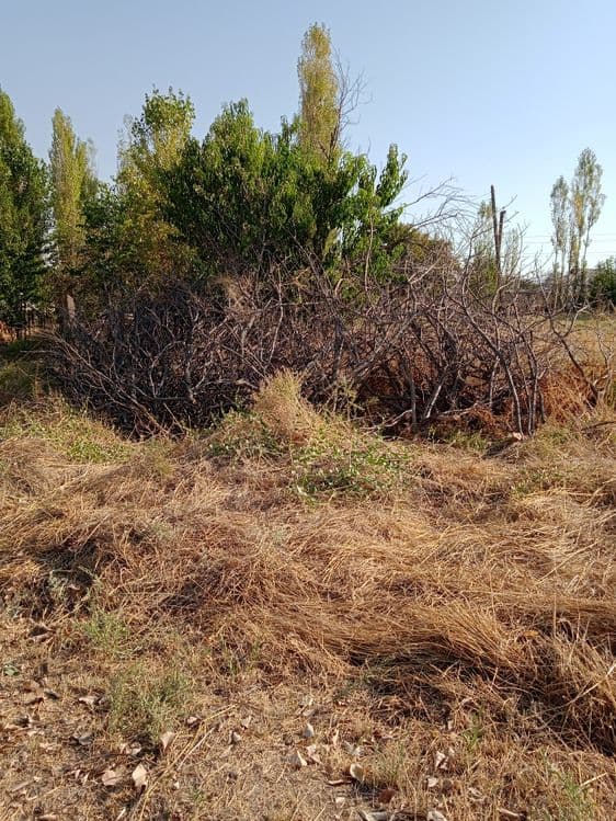 Утин бор сотилади — 3