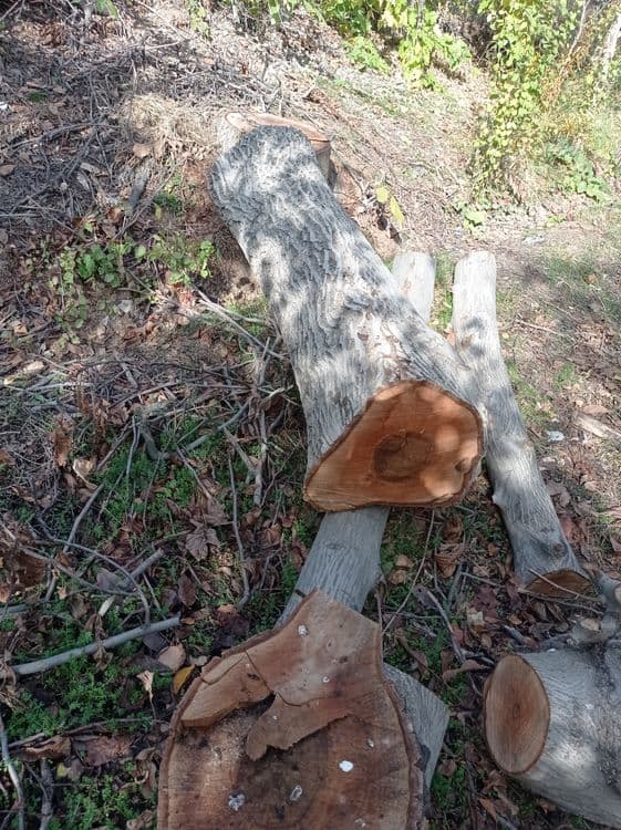 Otin tosinla hammasi 5mln tayyor kesilgan — 5