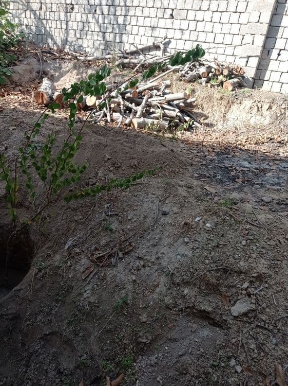 Otin tosinla hammasi 5mln tayyor kesilgan — 6