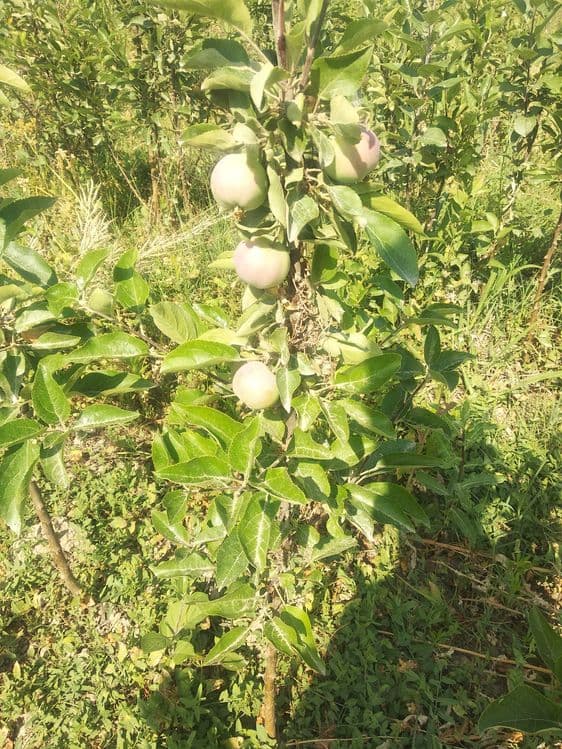 Мевали олма кўчатлари сотилади — 1