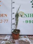 Можжевельник блю эрроу саженец