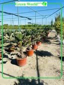 Trachycarpus Wagnerianus