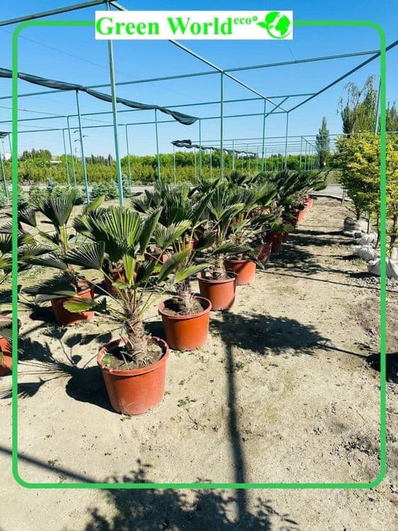 Trachycarpus Wagnerianus — 1