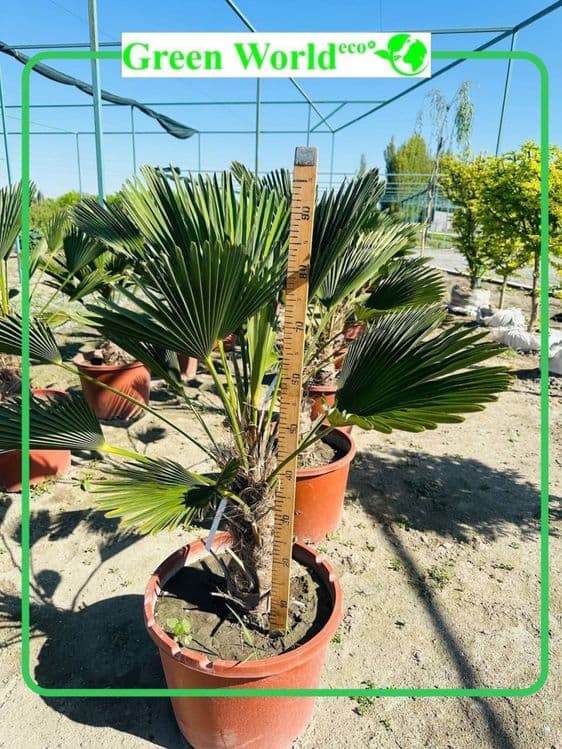 Trachycarpus Wagnerianus — 2