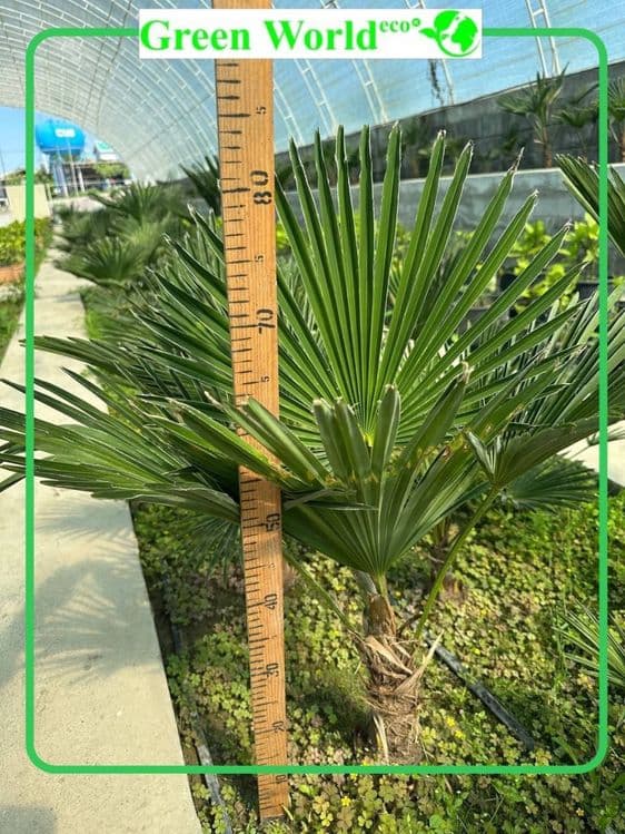 Trachycarpus Wagnerianus — 3
