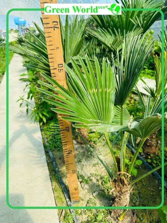Trachycarpus Wagnerianus — 4