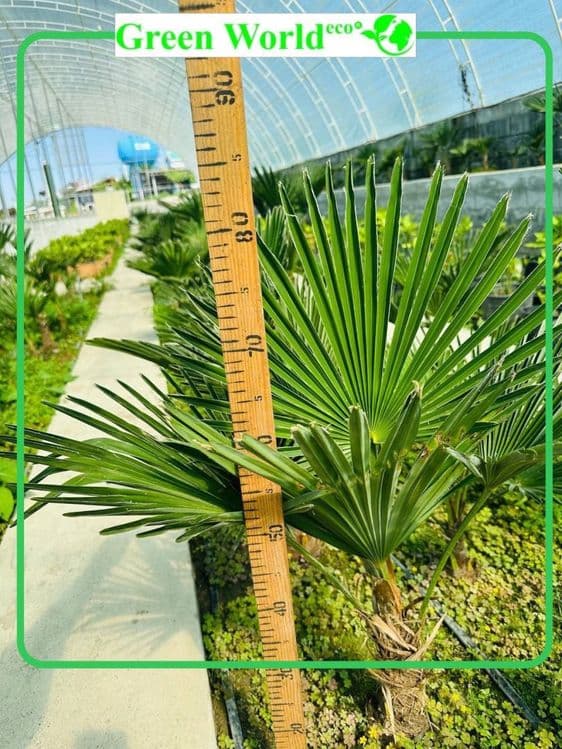Trachycarpus Wagnerianus — 5