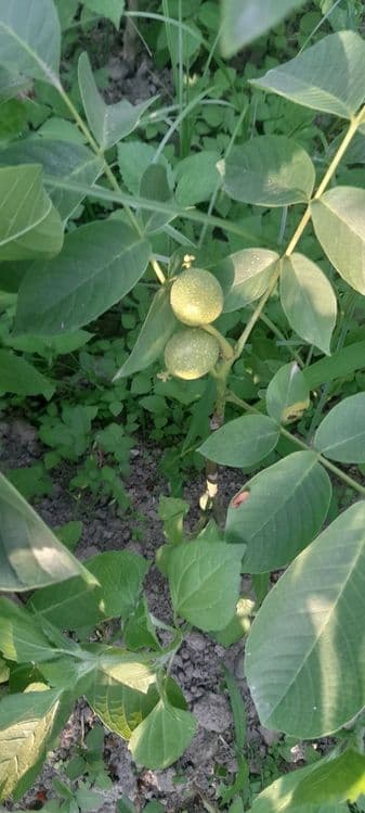 Мевали ва манзарали кучатлар — 4