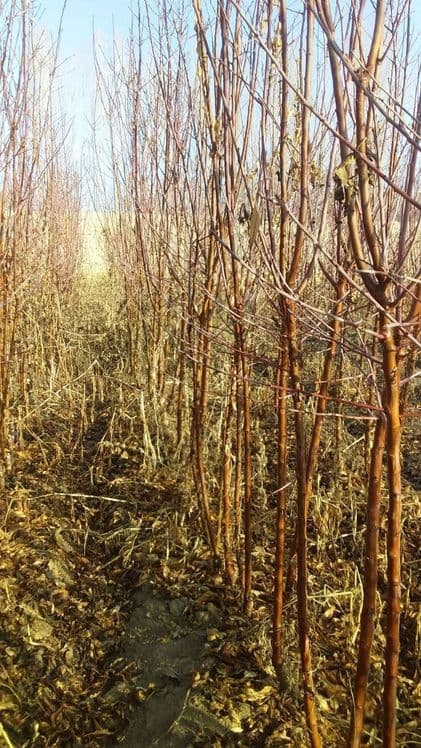 Мевали ва манзарали кучатлар — 6