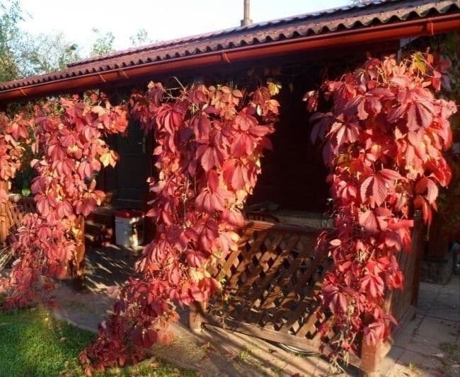 Девичий виноградик кучати, саженцы  kuchati — 3