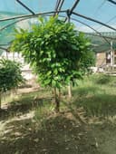 5 yillik limon ko'chatlari