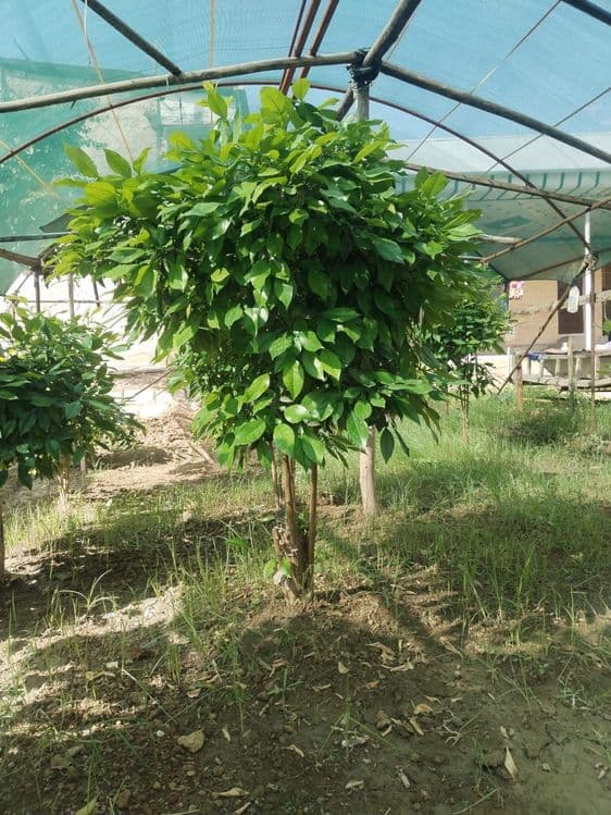 5 yillik limon ko'chatlari — 1