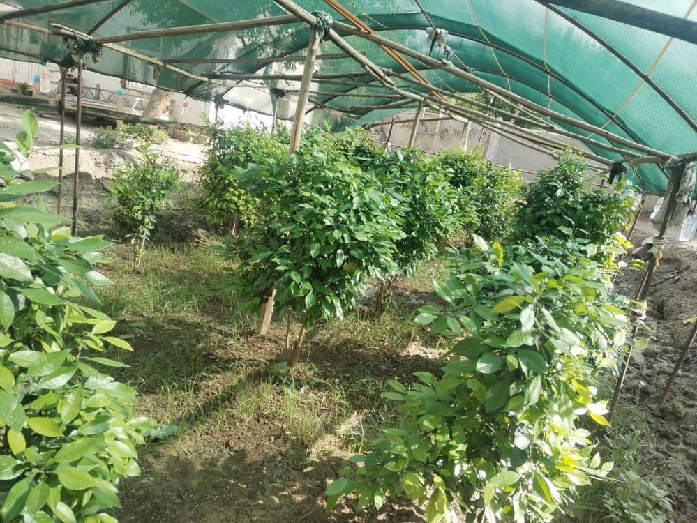 5 yillik limon ko'chatlari — 2
