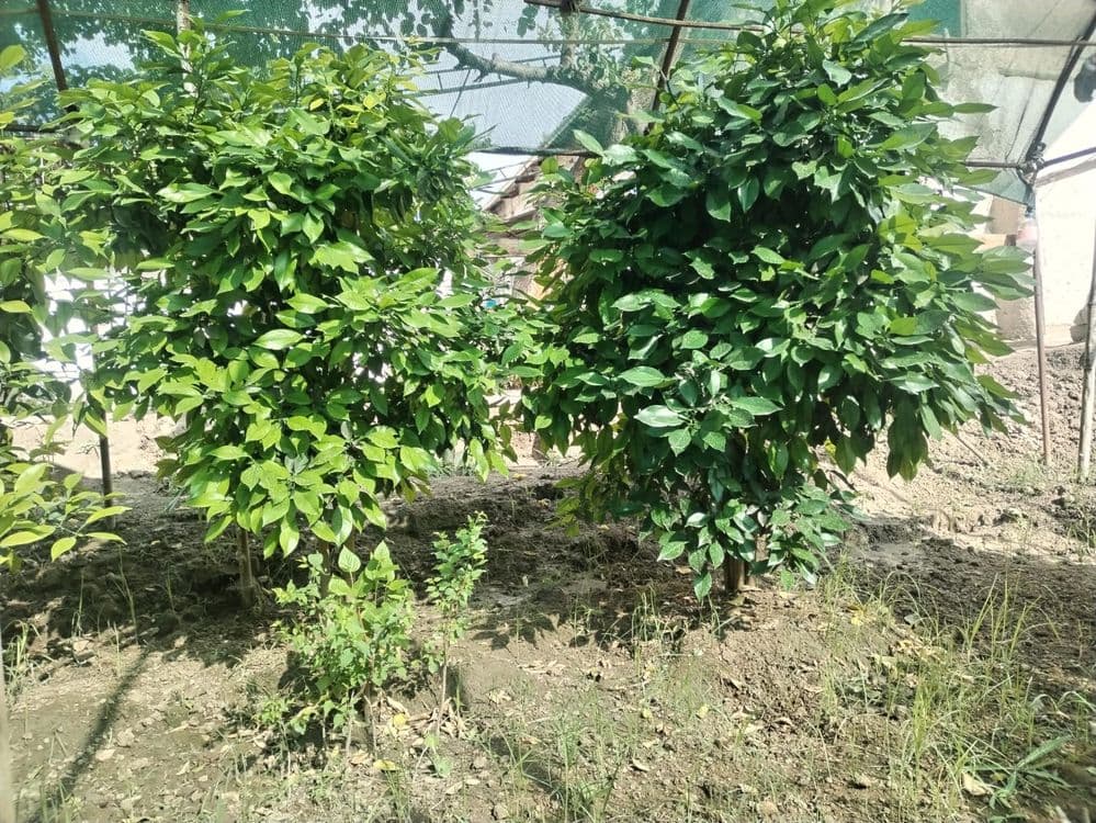 5 yillik limon ko'chatlari — 3
