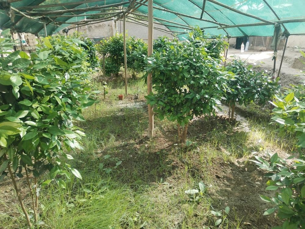 5 yillik limon ko'chatlari — 4