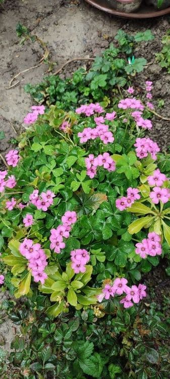 Кислица кучати, саженцы kuchati — 1