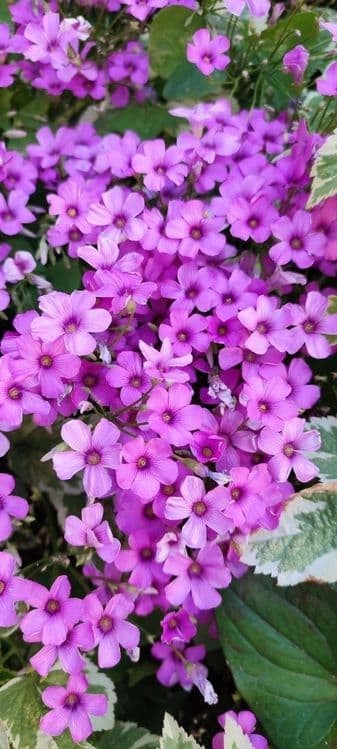 Кислица кучати, саженцы kuchati — 2