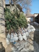 Крим арча кучатлари сотилади