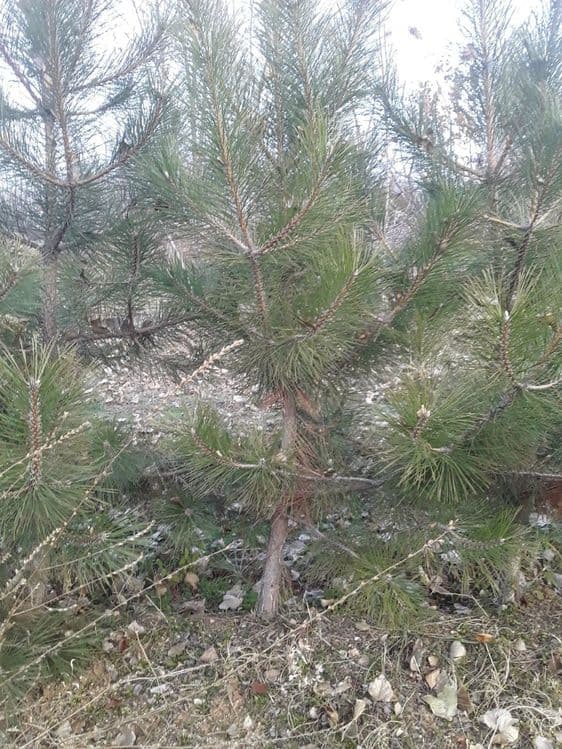Крим арча кучатлари сотилади — 7